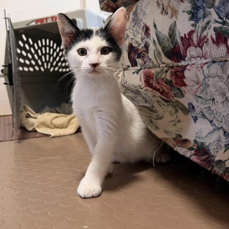 A baby small-sized male White Domestic Short Hair cat named Oreo for adoption in Bel Air, MD
