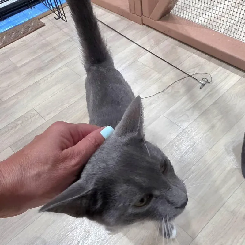 A young small-sized female Gray / Blue / Silver Domestic Short Hair cat named Chestnut for adoption in Abingdon, MD