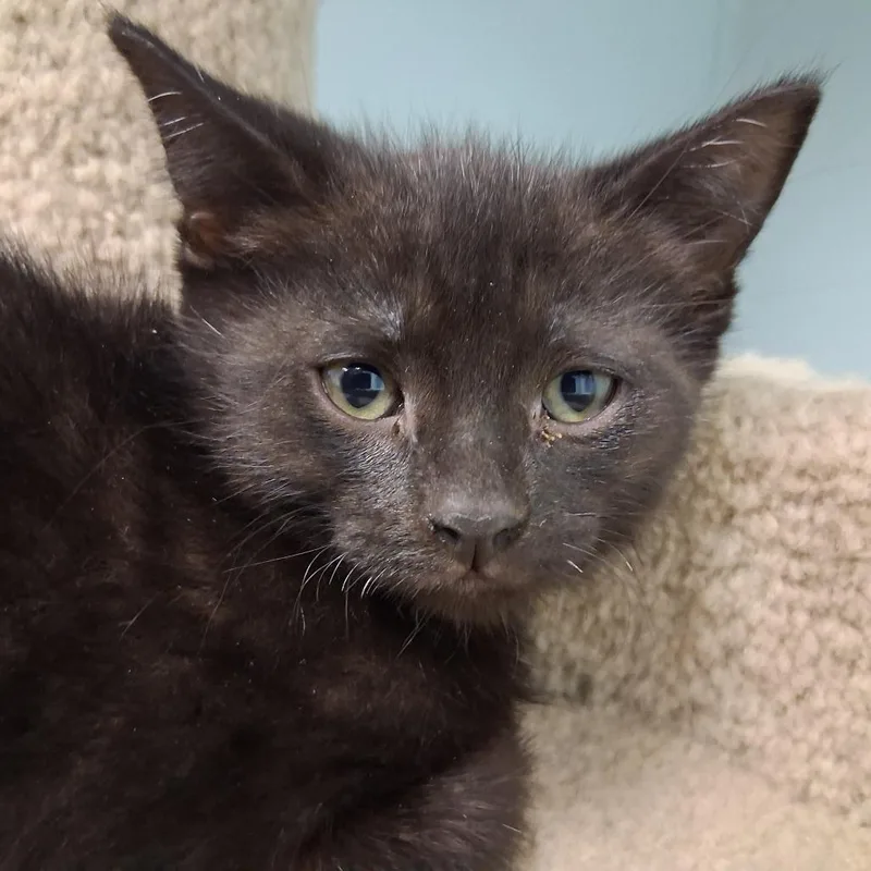 A baby small-sized male Black Domestic Medium Hair cat named Castiel for adoption in Middlebury, VT