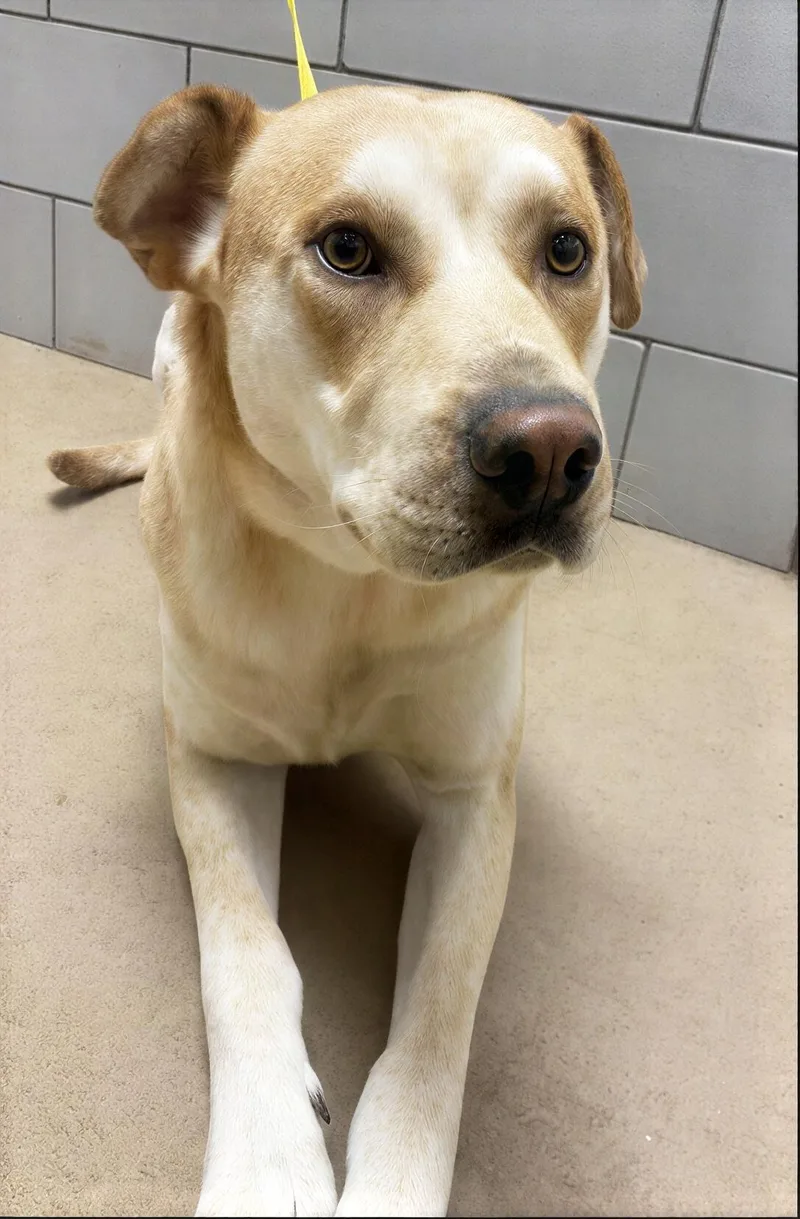 An adult large-sized male Yellow / Tan / Blond / Fawn Mixed Breed dog named Banjo for adoption in Nashville, TN