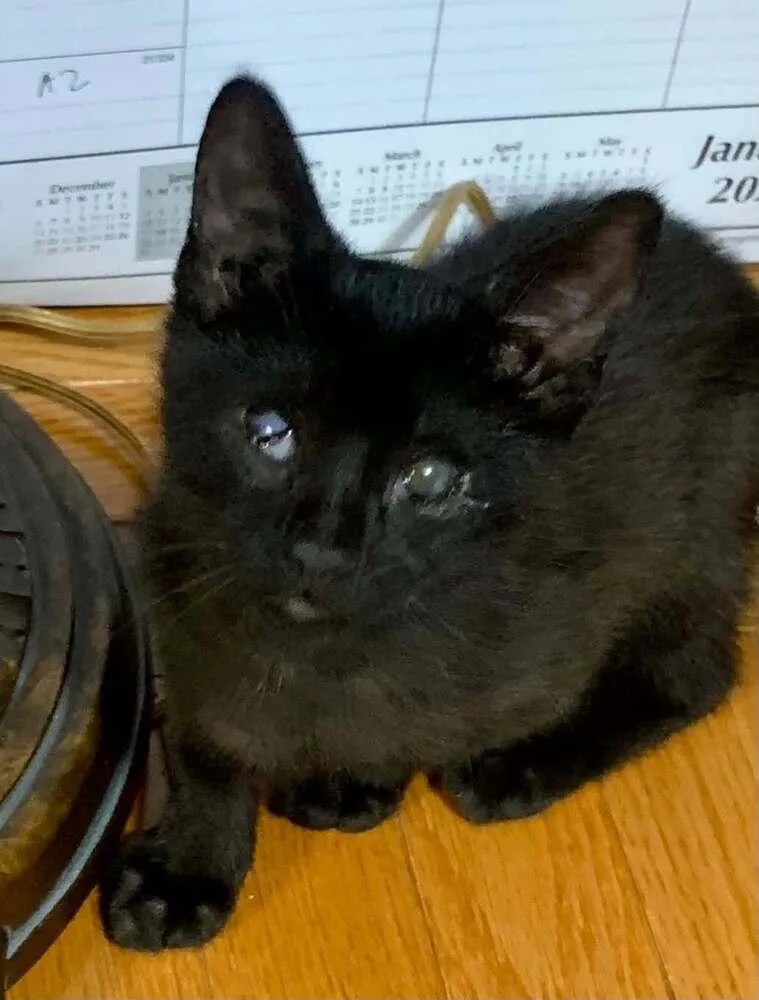 A baby small-sized male Domestic Short Hair cat named Quill for adoption in Chicago, IL