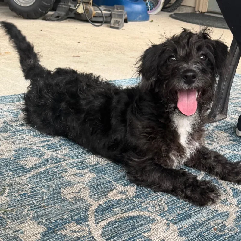 A baby small-sized male Black Schnauzer dog named Tuck for adoption in Baton Rouge, LA