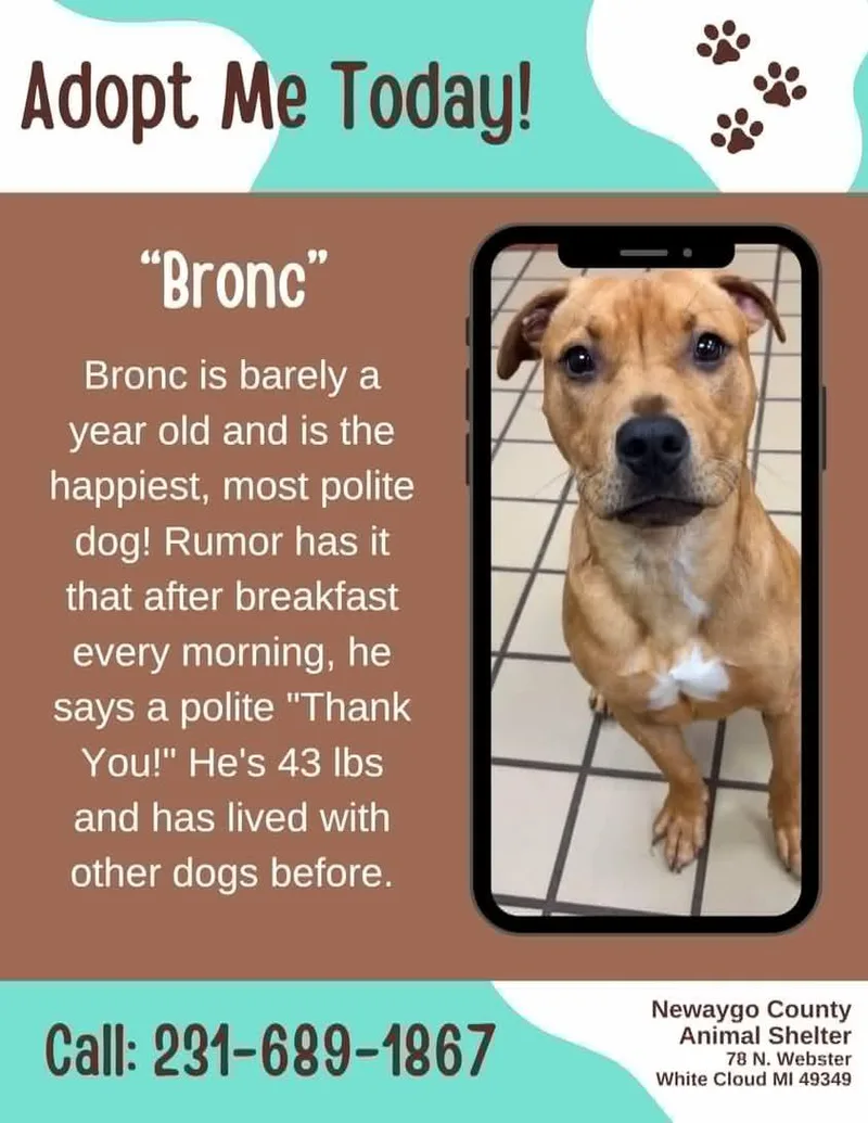 A young medium-sized male Golden Pit Bull Terrier dog named Bronco for adoption in White Cloud, MI