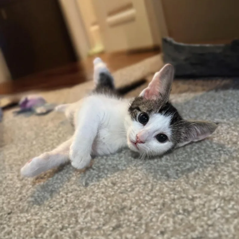 A baby small-sized male Black Domestic Short Hair cat named Dickory for adoption in Houston, TX