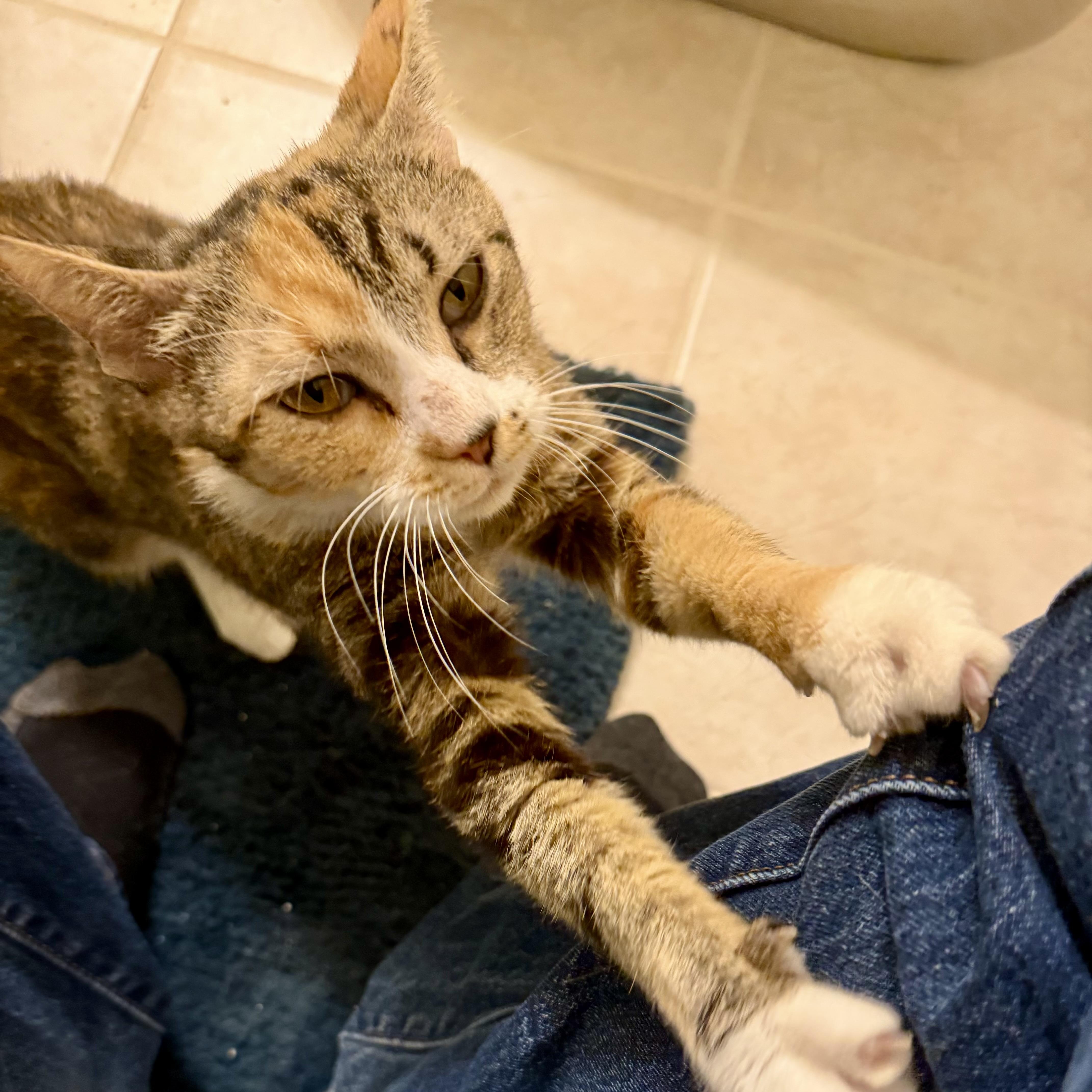 A young medium-sized female Calico Domestic Short Hair cat named Mademoiselle for adoption in Richmond, VA