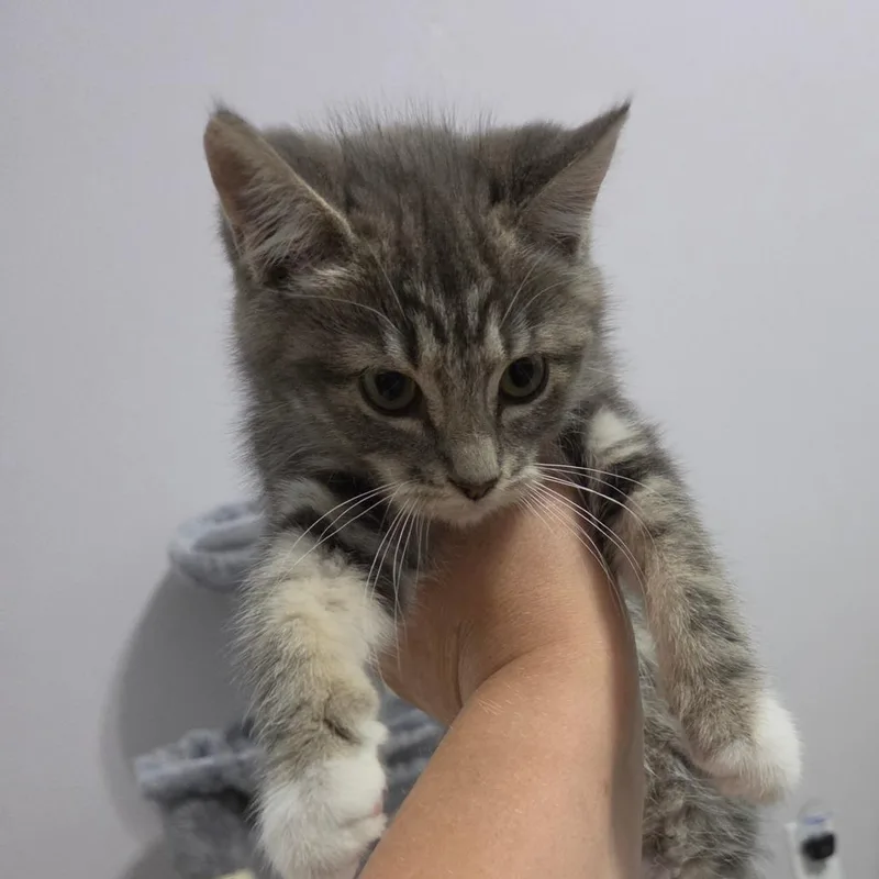 A baby small-sized female Domestic Short Hair cat named Orchid for adoption in Greenville, NC