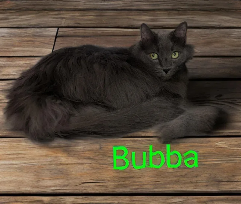 Bubba