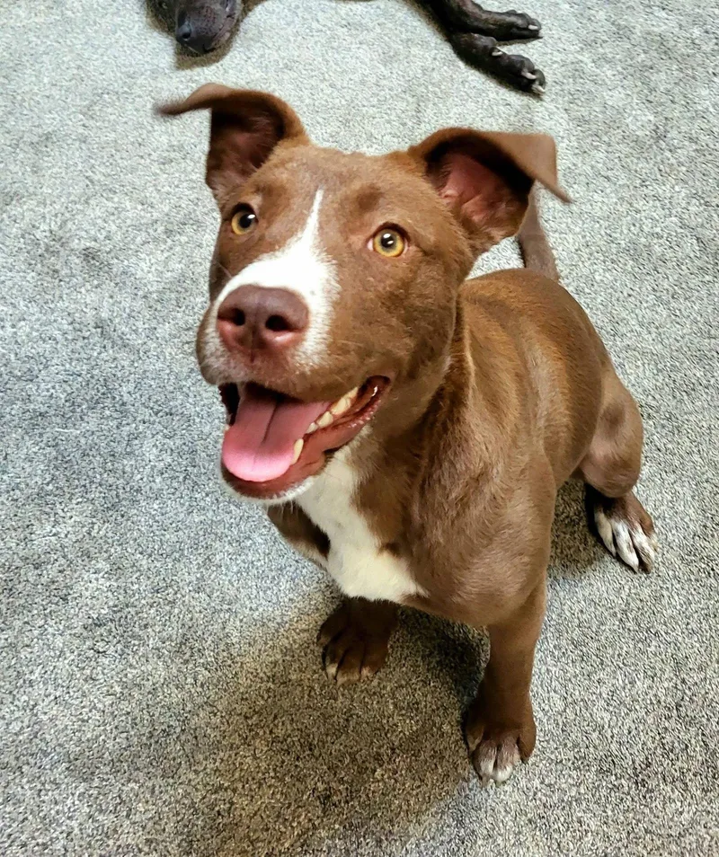 A baby medium-sized female Pit Bull Terrier dog named Tiramisu for adoption in Germantown, OH