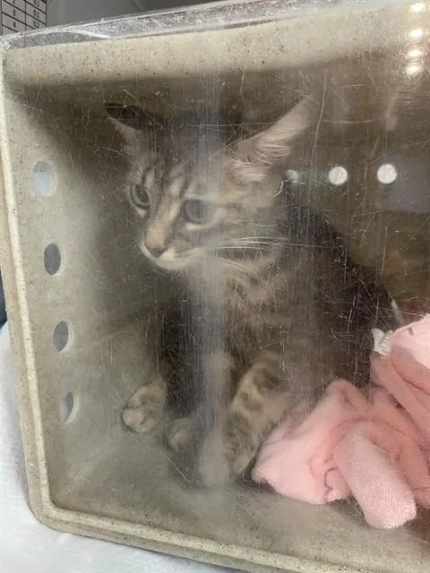 A young small-sized female Domestic Medium Hair cat named Gretel for adoption in Tallahassee, FL