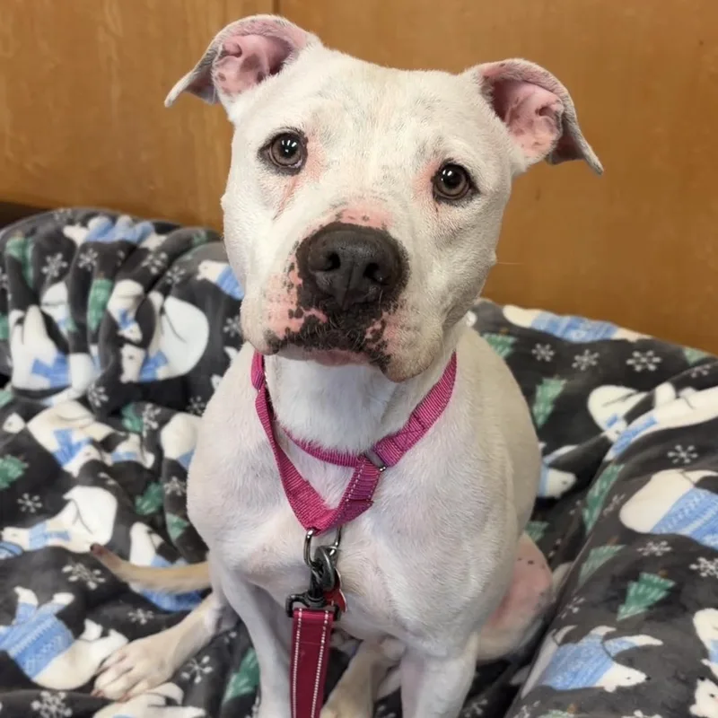 An adult medium-sized female Pit Bull Terrier dog named Poppy for adoption in Valparaiso, IN