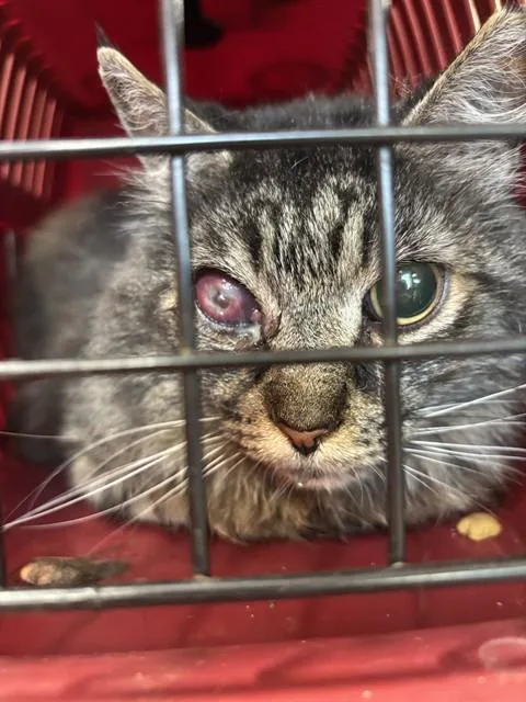 An adult large-sized male Domestic Long Hair cat named Clyde for adoption in Louisville, KY