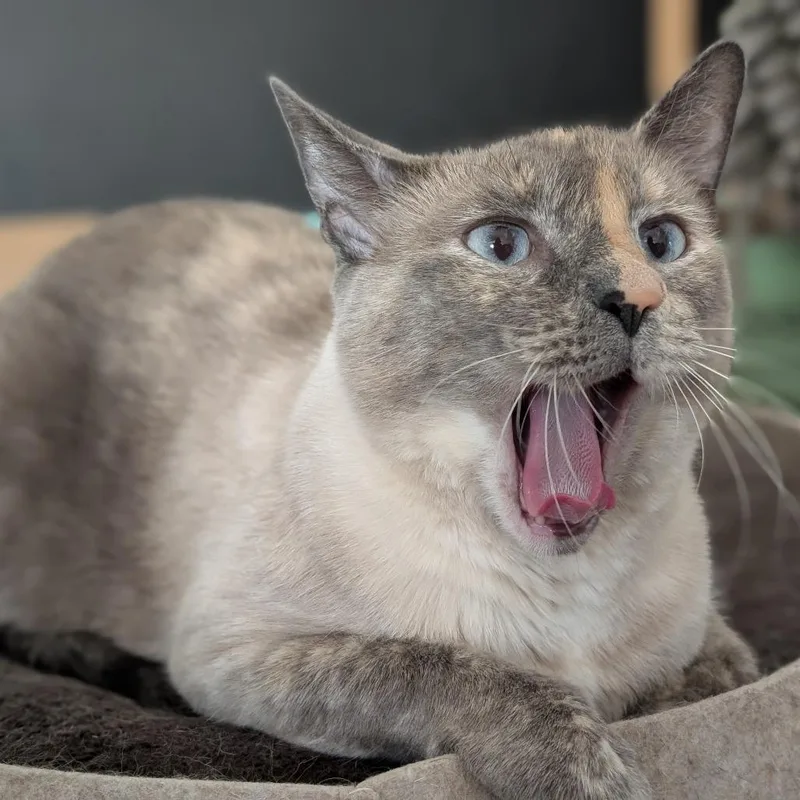 An adult small-sized female Tortoiseshell Siamese cat named Artemis for adoption in Los Angeles, CA