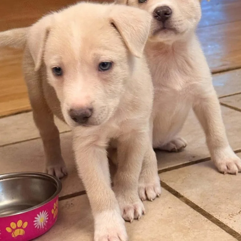 A baby small-sized female Mixed Breed dog named Yakisoba for adoption in Springboro, OH