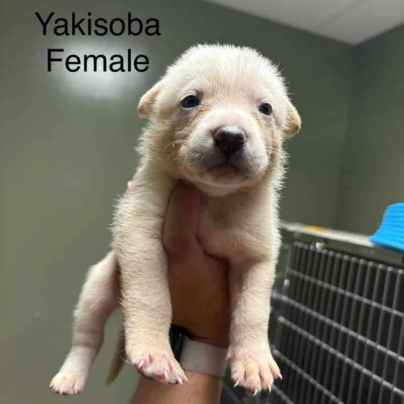 Yakisoba thumbnail 5