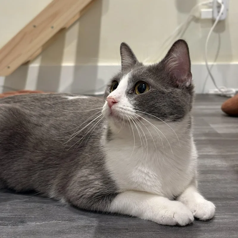 A baby medium-sized female Gray & White Domestic Short Hair cat named Fancy for adoption in Santa Clara, CA