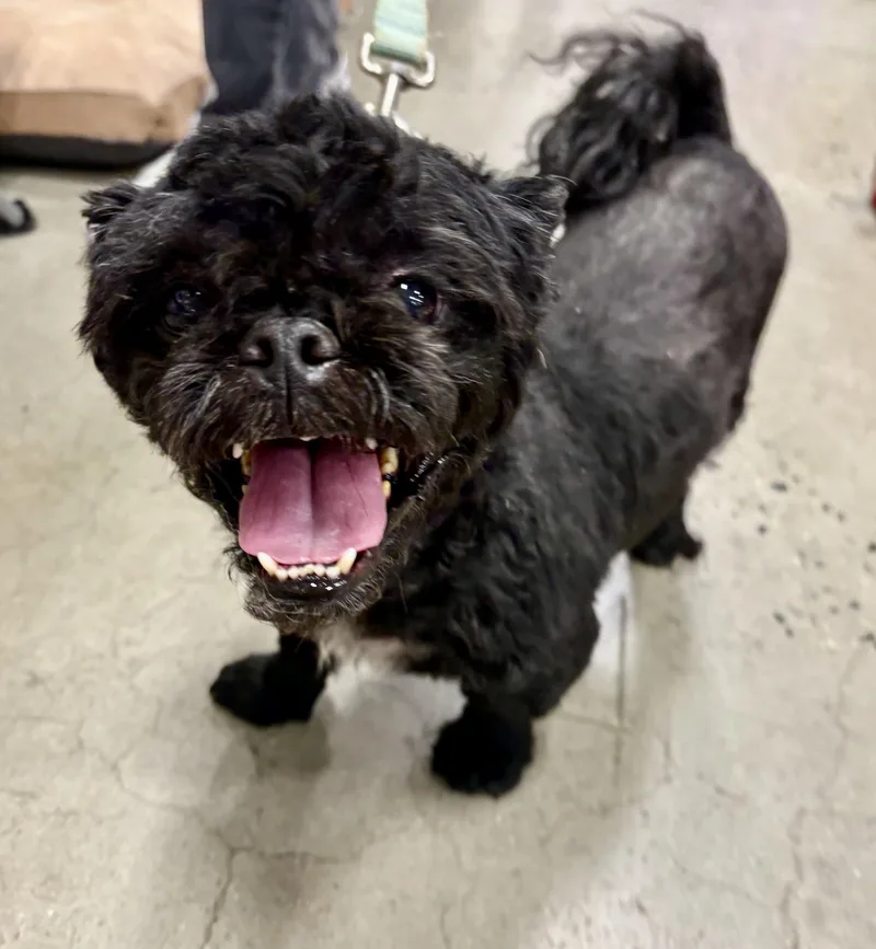 An adult small-sized male Black Shih Tzu dog named Kobe for adoption in Warren, NJ