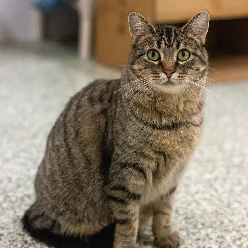 An adult large-sized female Tabby (Brown / Chocolate) Domestic Short Hair cat named Arugula for adoption in Richland Center, WI
