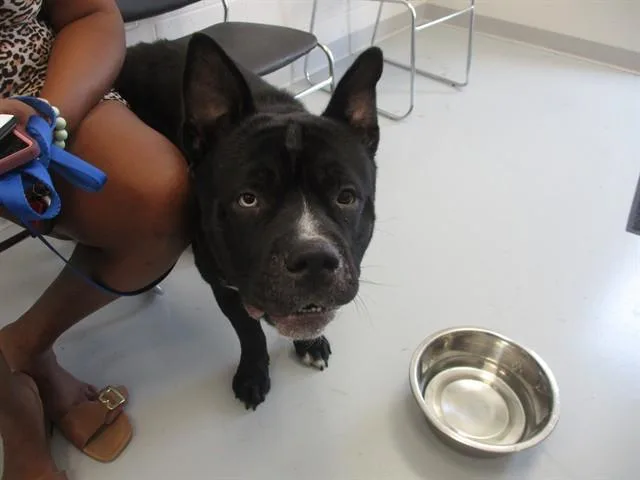 An adult large-sized male Labrador Retriever dog named Falkor for adoption in Ocala, FL
