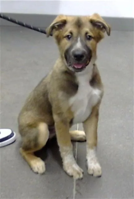 A baby large-sized male German Shepherd Dog dog named Cole for adoption in Mesa, AZ