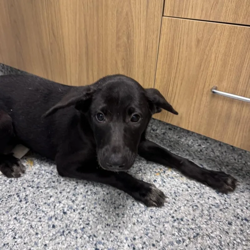 A baby small-sized female Tricolor (Brown, Black, & White) German Shepherd Dog named Helene LEMONT HOARDING HOUSE for adoption in Palatine, IL