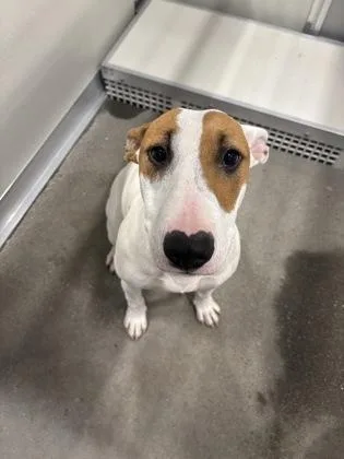 A young medium-sized female Bull Terrier dog named Bella So Beautiful for adoption in Fresno, CA