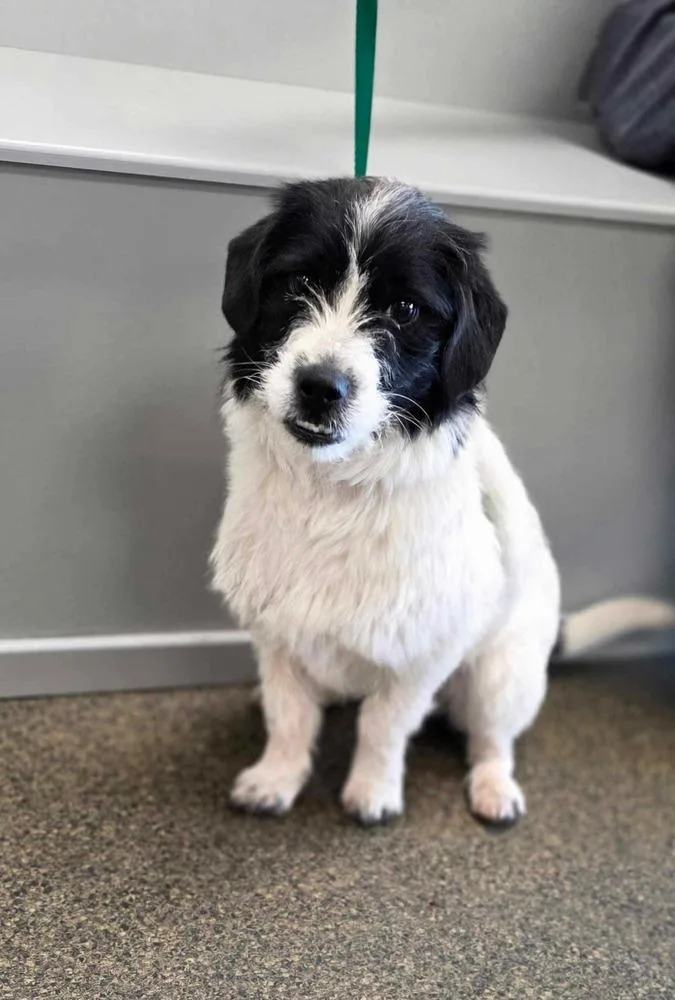 An adult small-sized male Tricolor (Brown, Black, & White) Terrier dog named Boyd for adoption in Osgood, IN