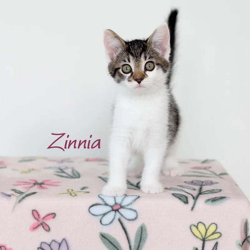 A baby medium-sized female Domestic Short Hair cat named Zinnia for adoption in Rochester, NY