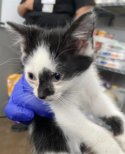 A baby medium-sized male Domestic Short Hair cat named Teagan for adoption in Dallas, TX