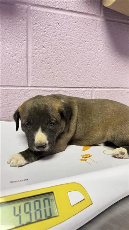 A baby small-sized male Brown / Chocolate Mixed Breed dog named 61303081 for adoption in El Paso, TX