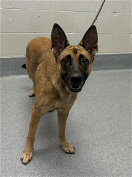 An adult medium-sized female Belgian Shepherd / Malinois dog named Pooh Bear for adoption in Indianapolis, IN