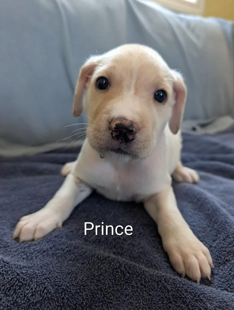 Prince Gavi thumbnail 5