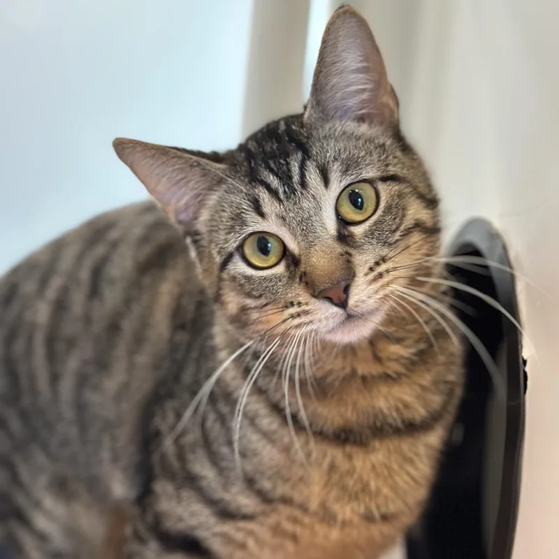 An adult medium-sized male Brown / Chocolate Domestic Short Hair cat named Logo for adoption in Matteson, IL