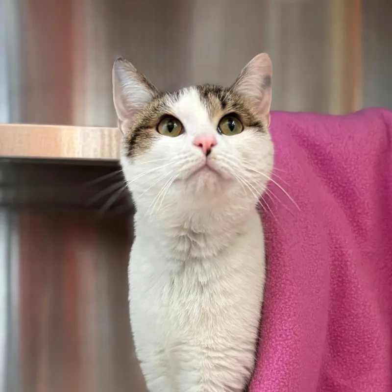 An adult medium-sized female White Domestic Short Hair cat named Marsha for adoption in Nashville, IN