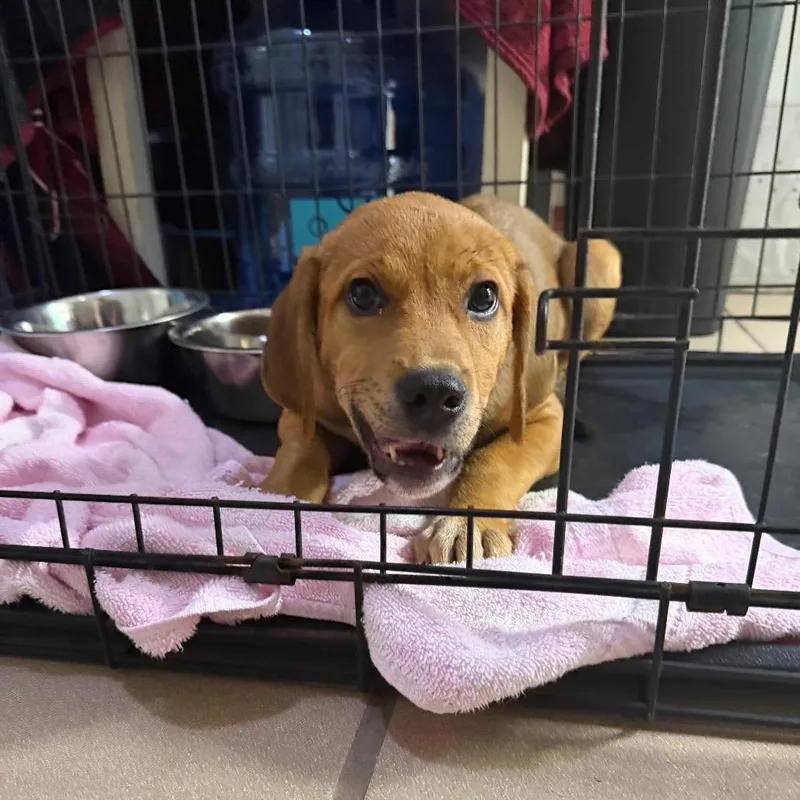 A baby small-sized male Yellow / Tan / Blond / Fawn Labrador Retriever dog named Copper for adoption in Starkville, MS