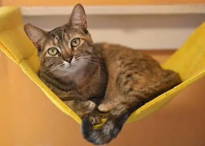 An adult medium-sized female Domestic Short Hair cat named Diva for adoption in Baton Rouge, LA