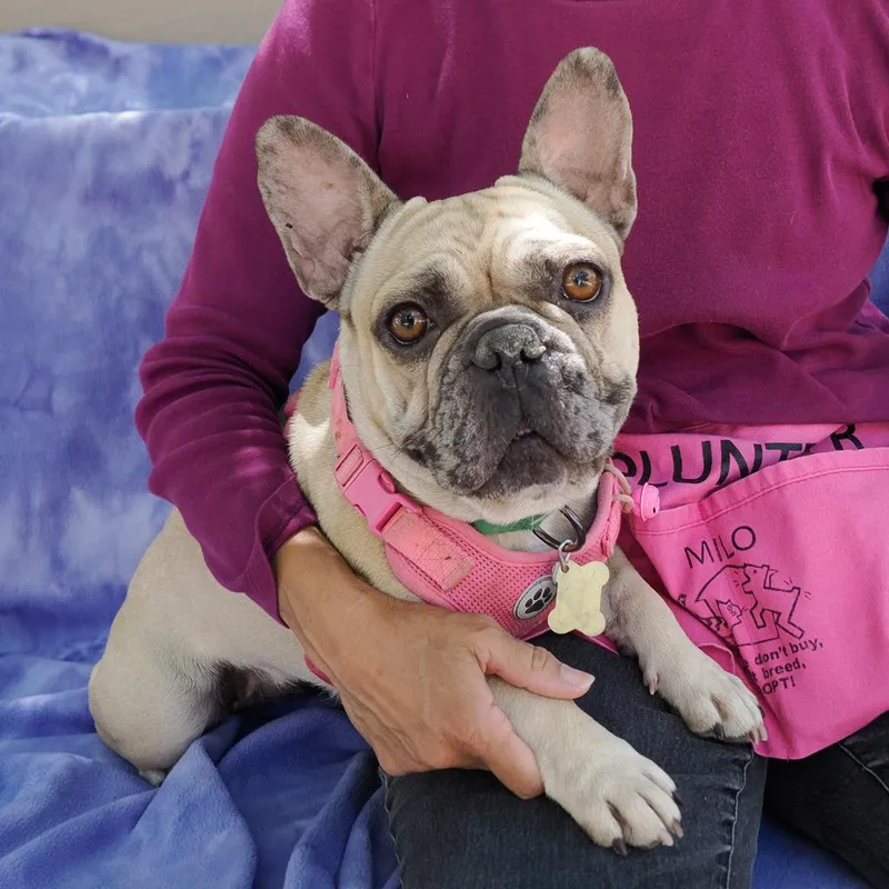 Lady Pinky thumbnail 4
