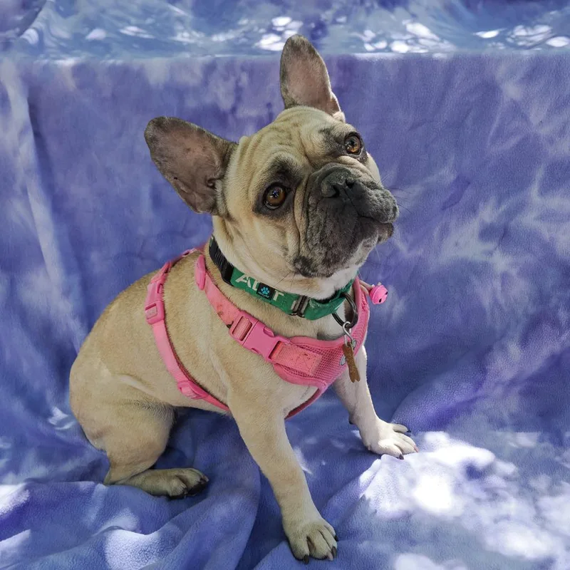 Lady Pinky thumbnail 5