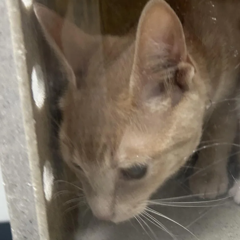 A young medium-sized female Orange / Red Domestic Short Hair cat named Diesel for adoption in Philadelphia, PA