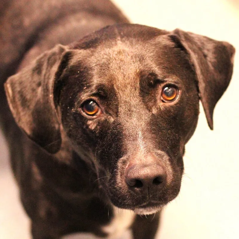 An adult medium-sized female Black Labrador Retriever dog named Aurora for adoption in Fredericksburg, VA