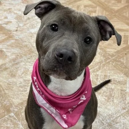 An adult medium-sized female Pit Bull Terrier dog named Scarlett for adoption in Worcester, MA