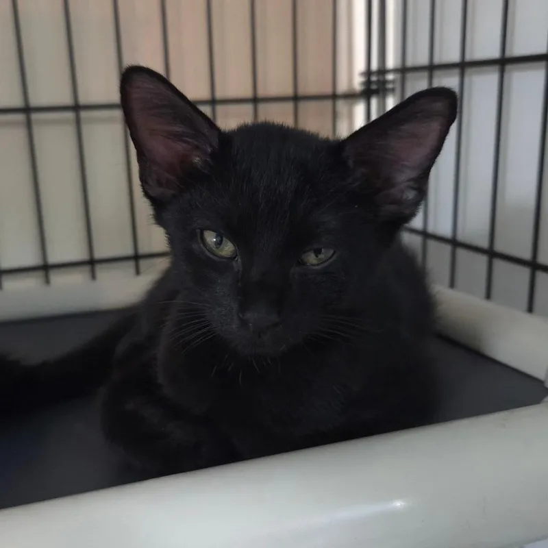A baby small-sized male Black Domestic Short Hair cat named Windsor for adoption in Jessup, MD