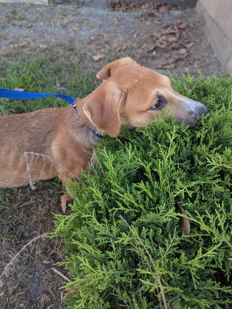 Peso Pluma thumbnail 4