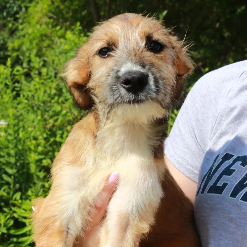 A baby medium-sized male Yellow / Tan / Blond / Fawn Terrier dog named CT Remington for adoption in Eastford, CT
