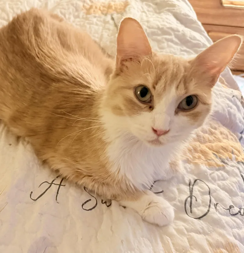 A young medium-sized female Domestic Medium Hair cat named Ellie for adoption in Blaine, MN