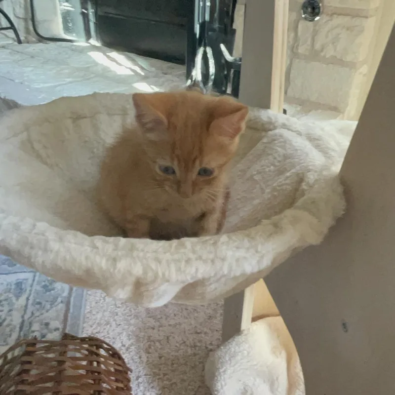 A baby small-sized male Orange / Red Domestic Short Hair cat named Pocket of Sunshine for adoption in Austin, TX