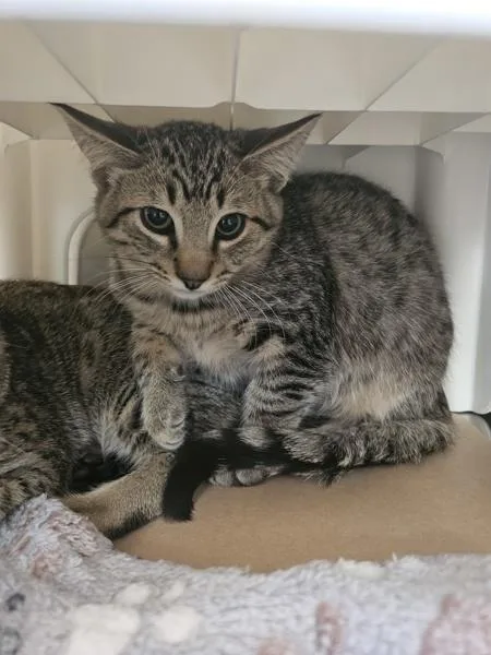 A baby small-sized male Domestic Short Hair cat named Frankie for adoption in Kennewick, WA