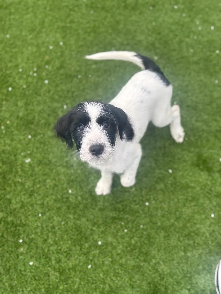 A baby medium-sized male Schnauzer dog named Stymie for adoption in Dalton, GA