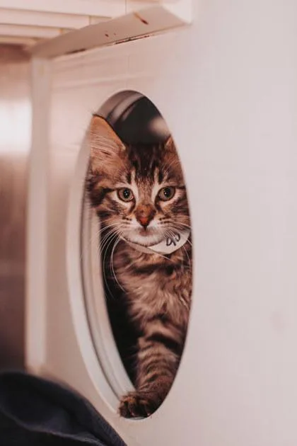 A young small-sized male Domestic Medium Hair cat named A Moon for adoption in North Charleston, SC