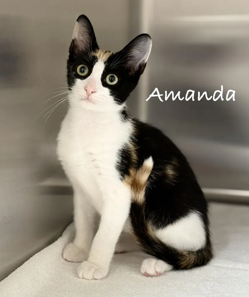 A baby medium-sized female Calico Domestic Short Hair cat named Amanda for adoption in Pawleys Island, SC