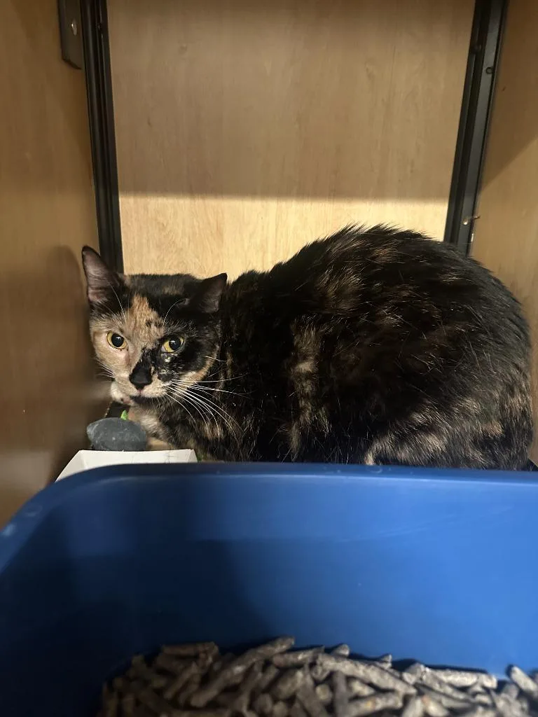 A young medium-sized female Domestic Short Hair cat named Amanda for adoption in New York, NY